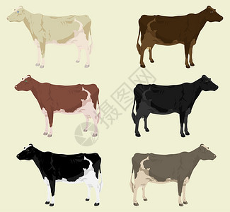 cow3些奶牛个同颜色的农场矢量插图图片
