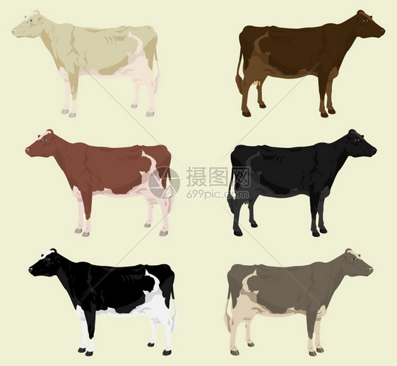 cow3些奶牛个同颜色的农场矢量插图图片