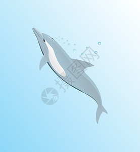 海豚海豚漂浮水上矢量插图图片