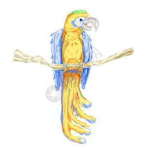 矢量水彩鹦鹉黄色蓝色翅膀图片