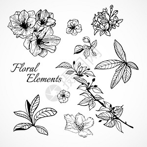 花卉元素,用于矢量插图隔离图片