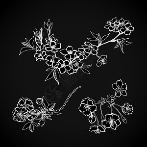 开花花卉装饰元素孤立矢量插图图片