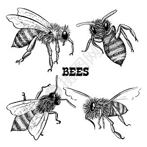 收集蜜蜂图标草图孤立矢量插图图片