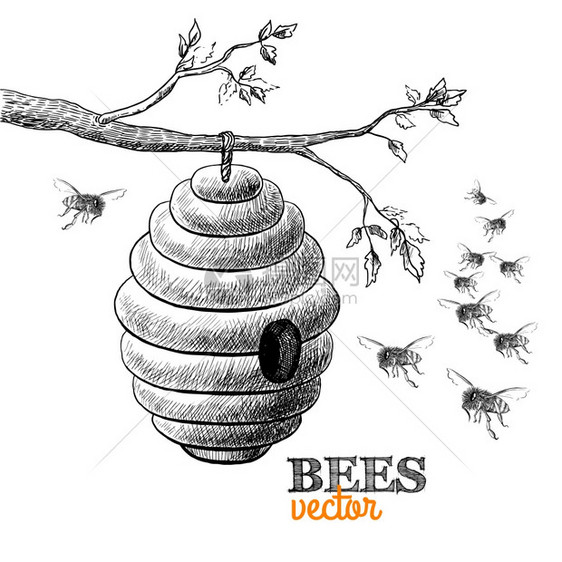 蜜蜂蜂箱树枝上矢量图图片