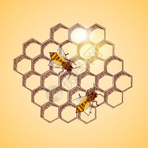 蜜蜂蜂窝背景矢量插图图片