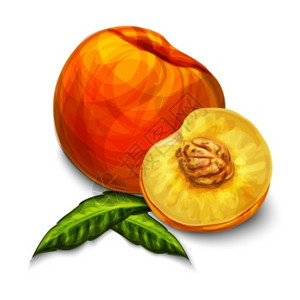 橙色天然机甜桃果实与种子叶黄色多汁肉分离手工绘制草图矢量插图图片