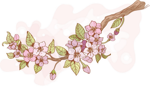 春天植物绘画盛开的樱花树枝壁纸与鲜花,粉红色的反射矢量插图插画