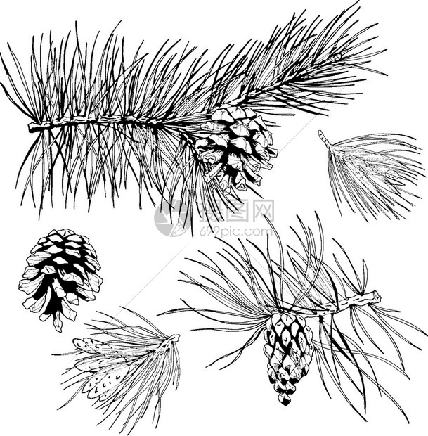 常青松杉枝诞树花环装饰元素孤立矢量插图图片