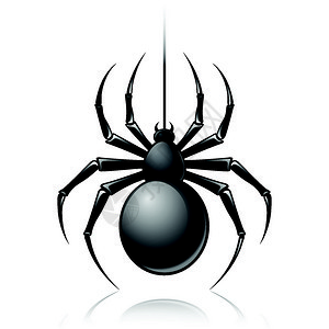 黑色可怕的蜘蛛昆虫分离白色背景标志矢量插图背景图片