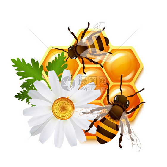 装饰甜蜂窝蜜蜂花甘菊标志矢量插图图片