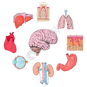 人体器官集肺心脑肾手绘制孤立矢量图图片