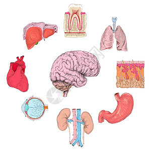 人体器官集肺心脑肾手绘制孤立矢量图图片