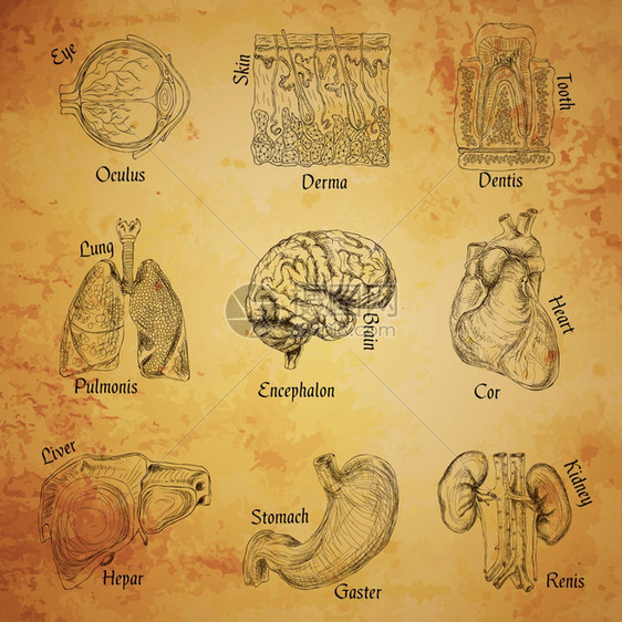 人体器官草图集眼皮肤,牙齿,肺脑分离矢量图图片