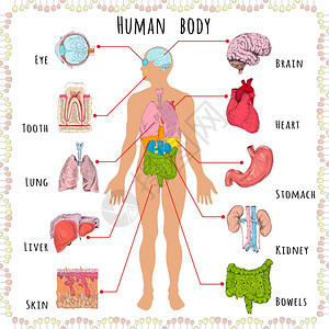 人体医学信息与人的轮廓器官矢量插图图片