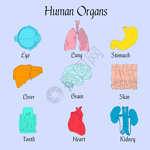 人体器官平图标集肝脑皮肤牙齿分离矢量图图片
