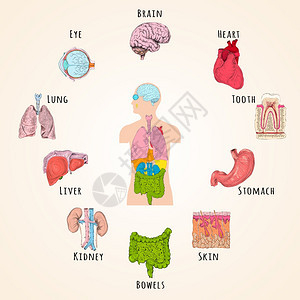 人体解剖与身体轮廓器官图标分离矢量插图图片