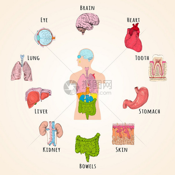 人体解剖与身体轮廓器官图标分离矢量插图图片