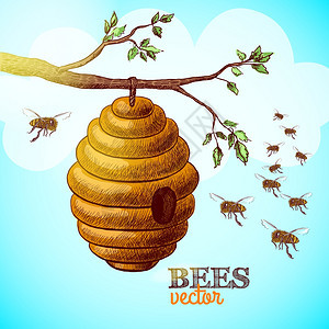 蜜蜂蜂巢上的树枝背景矢量图图片