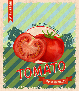 复古优质番茄广告海报矢量插图图片