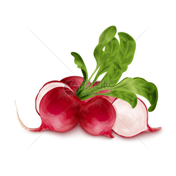 蔬菜机食品,白色背景矢量插图上分离的新鲜萝卜图片