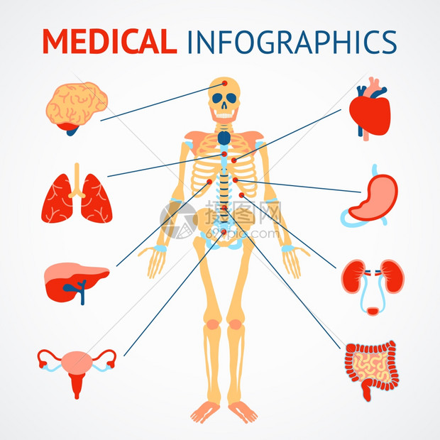 人体骨骼内脏矢量插图的医学信息图集