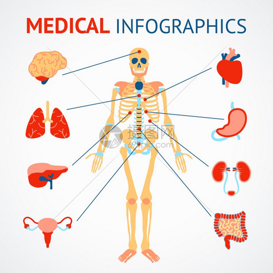 人体骨骼内脏矢量插图的医学信息图集图片