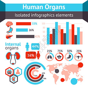 医疗信息图集与图表内脏矢量插图图片