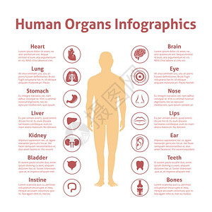 人体器官图标与男信息矢量插图图片