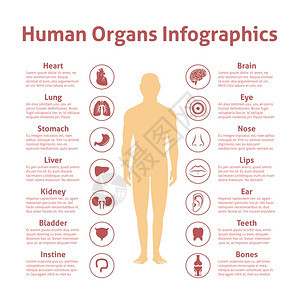 人体器官图标与男信息矢量插图图片