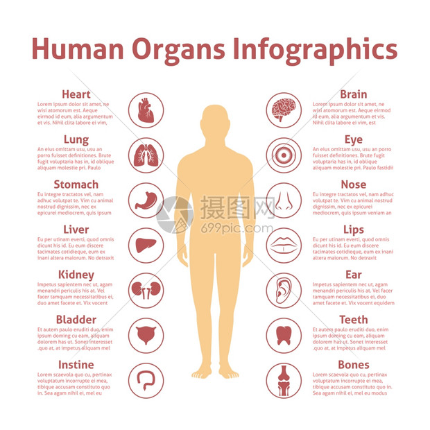人体器官图标与男信息矢量插图图片