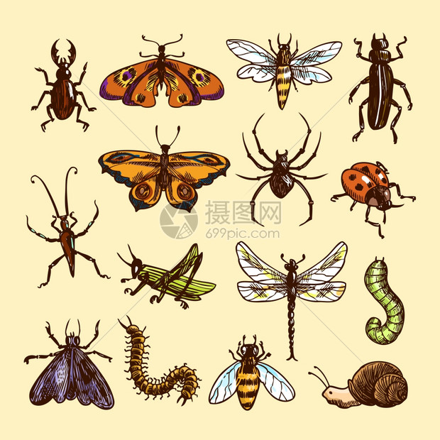昆虫素描彩色装饰图标瓢虫毛毛虫黄蜂孤立矢量插图插画图片下载 正版图片 摄图网