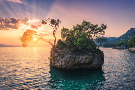 夏季在croati的日落时从岩石中生长出绿叶的美丽树蓝色海悬崖山峰橙色天空太阳光的多彩风景旅行自然背景图片