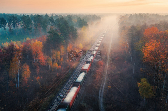 秋天日出时雾中美丽的森林图片