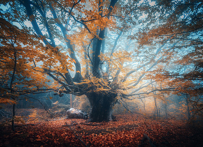 古老的魔法树上长着大枝和橙叶在雨中的蓝雾秋色神秘的雾森林童话的风景美丽雾树色彩多风景图片