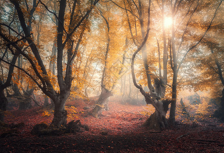 日出时雾中的仙女森林以秋色为颜带阳光的魔法树带雾林金色阳光红叶和橙的多彩梦幻景色美丽的绿树在雾中坠落图片
