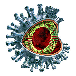 冠状细胞解剖概念作为共生19跨节概念解剖图rnastin作为传染病原体3d插图图片