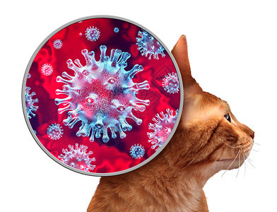 猫体内冠状感染3d插图元素图片