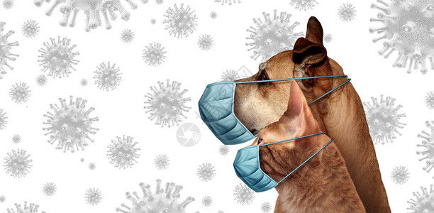 为宠物猫狗戴口罩以免受病毒感染图片