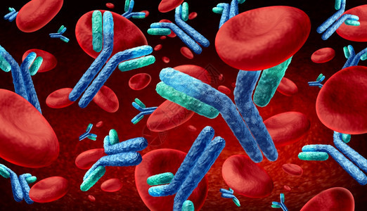 血液和免疫球蛋白概念中的抗体即在人中流动3d插图图片