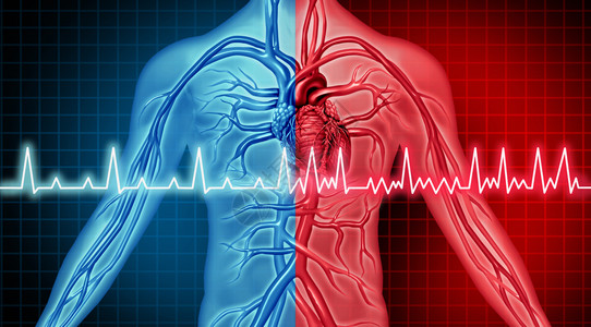 ajuryfilaton障碍心脏问题例如冠心病发作非正常和的器官内脏是胸部不适疾病的概念即3d插图式的循环疾病患者概念背景图片