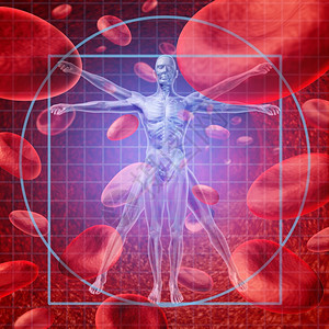 健康保研究医学概念与vitruan人体骨骼和身与一组漂浮的红血细胞在静脉中循环图片