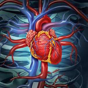 健康身体的心血管脏解剖作为内血循环器官功能的医疗保健象征图片