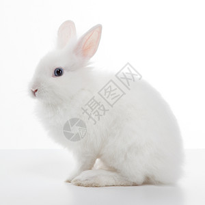 可爱的白兔子图片