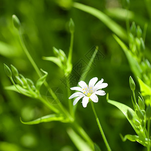 绿草中的白甘菊图片