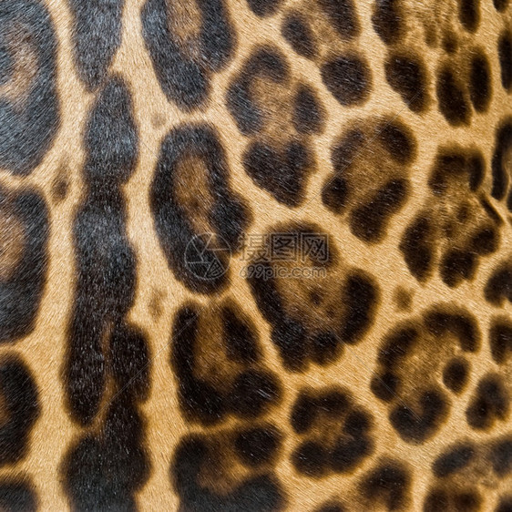 豹皮肤背景图片