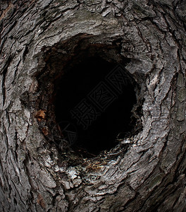 自然树框由森林松皮制成形木板结构中间有一个空白黑洞复制间作为保护和野生户外活概念图片