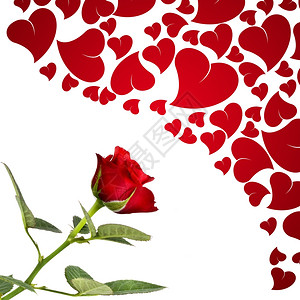 红玫瑰和爱人的心图片