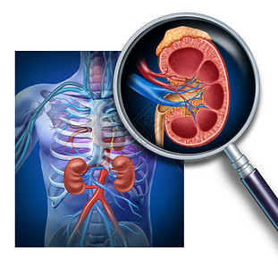 人体肾放大用身作为医学图以内器官的交叉部分红蓝动脉和肾上腺作为尿道系统解剖的保健说明图片