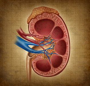 人体肾脏在血槽纹理上作为医学图表以内器官和肾上腺的交叉部分作为医疗护理并用学来说明尿道系统的解剖图片