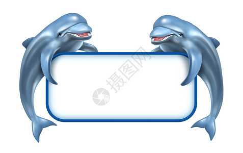 两只快乐的跳海豚有着白的空标志与海洋和水生相关的公告涉及生活在水中和海洋的自然以及沉积的蓝海中生命图片